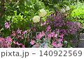 布引ハーブ園の花 神戸 初夏の庭園 140922569