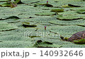 水元公園の池に群生するオオオニバスと蕾・新葉(夏) 水元公園の池に群生するオオオニバスと蕾・新葉(夏) 140932646