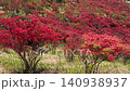 葛城山のツツジ斜面と金剛山 パン 140938937