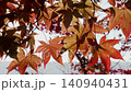 Autumn leaves tree 140940431