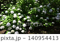 紫陽花の群生　千葉県成田市　宗吾霊堂 140954413