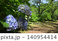 梅雨の晴れ間の紫陽花　千葉県成田市　宗吾霊堂 140954414