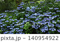 Hydrangea with rain 140954922