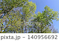 Green Tree Canopy Against Blue Sky Slow Pan Nature Shot 140956692