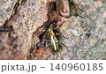 Kanabun 140960185