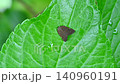 Chinese moth 140960191
