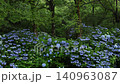 Hydrangea with rain 140963087