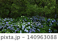 Hydrangea with rain 140963088
