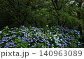Hydrangea with rain 140963089