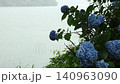 Hydrangea with rain 140963090