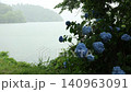Hydrangea with rain 140963091
