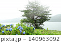 Hydrangea with rain 140963092