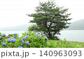 Hydrangea with rain 140963093