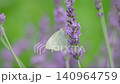 White butterflies flying over a lavender field 140964759