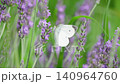 White butterflies flying over a lavender field 140964760
