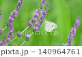White butterflies flying over a lavender field 140964761
