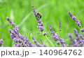 Bumblebees flying through a lavender field 140964762