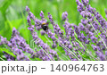 Bumblebees flying through a lavender field 140964763