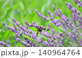 Bumblebees flying through a lavender field 140964764