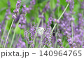 White butterflies flying over a lavender field 140964765