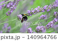Bumblebees flying through a lavender field 140964766