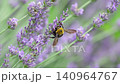 Bumblebees flying through a lavender field 140964767
