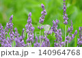 White butterflies flying over a lavender field 140964768