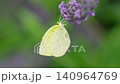 A yellow butterfly flying over a lavender field 140964769