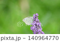 A yellow butterfly flying over a lavender field 140964770