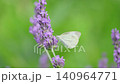 A yellow butterfly flying over a lavender field 140964771