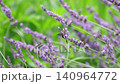 Bumblebees flying through a lavender field 140964772