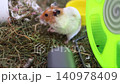 A cute Syrian hamster explores its cage filled with fresh hay, a green running wheel, and colorful accessories. The adorable domestic pet stands on its hind legs looking curious. A cute Syrian hamster explores its cage filled with fresh hay, a green running wheel, and colorful accessories. The adorable domestic pet stands on its hind legs looking curious. 140978409
