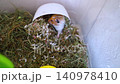 A cute Syrian hamster explores its cage filled with fresh hay, a green running wheel, and colorful accessories. The adorable domestic pet stands on its hind legs looking curious. A cute Syrian hamster explores its cage filled with fresh hay, a green running wheel, and colorful accessories. The adorable domestic pet stands on its hind legs looking curious. 140978410