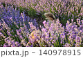 A happy golden puppy joyfully wags its fluffy tail while exploring a vibrant purple lavender field. Playful, half-hidden dog sniffs through the fragrant rows of blooming lavandula flowers 140978915