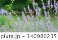 Carpenter bee in the flower garden 140980235