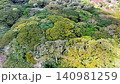 Top down aerial view of a dense, lush tropical forest canopy with various shades of green, revealing the intricate patterns of leaves and branches from a bird's eye perspective at Dedjawatan, Banyuwan 140981259