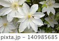 A beautiful, close-up top view of full-bloom white clematis flowers with contrasting yellow stamen centers, creating a dense and elegant natural floral pattern. High quality 4k footage 140985685