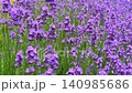 Close-up view of a honeybee pollinating vibrant purple lavender flowers blooming in a lush green field, capturing a serene moment in a sunny summer garden. High quality 4k footage 140985686