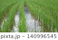 風に揺れる水田の青々とした稲（新居浜市船木・台風後） 140996545