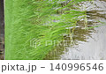 風に揺れる水田の青々とした稲（新居浜市船木・台風後） 140996546