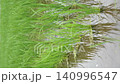 風に揺れる水田の青々とした稲（新居浜市船木・台風後） 140996547