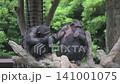 A family of chimpanzees snuggling together at the zoo. 141001075