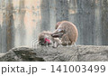 A pair of Japanese macaques grooming each other. 141003499