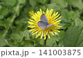 ヤマトシジミ蝶 141003875
