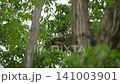 Hayabusa's parenting 141003901
