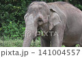 Indian elephants eating grass 141004557