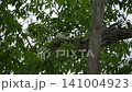 Tsuna's chick 141004923