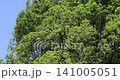 A tree swaying violently in the strong winds of the season of fresh green leaves. 141005051
