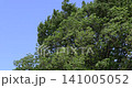 A tree swaying violently in the strong winds of the season of fresh green leaves. 141005052