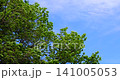 A tree swaying violently in the strong winds of the season of fresh green leaves. 141005053